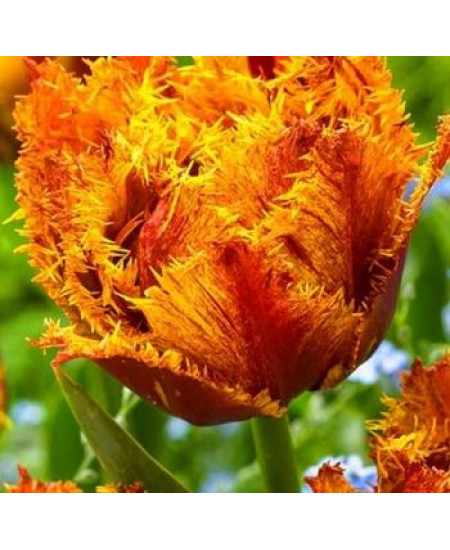 Тюльпан махровый бахромчатый "Бастия" (Bastia) 3шт в упаковке (размер 12\+) Тюльпан махровый бахромчатый "Бастия" (Bastia) 3шт в упаковке (размер 12\+)