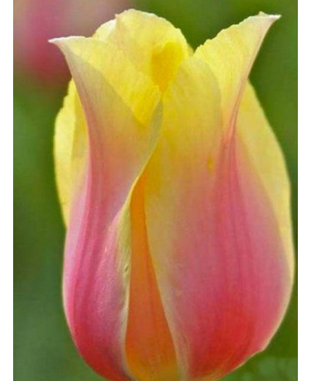 Тюльпан "Blashing Beauty" 3шт в упаковке Тюльпан "Blashing Beauty" 3шт в упаковке