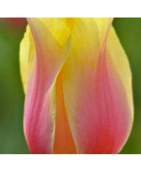 Тюльпан "Blashing Beauty" 3шт в упаковке Тюльпан "Blashing Beauty" 3шт в упаковке