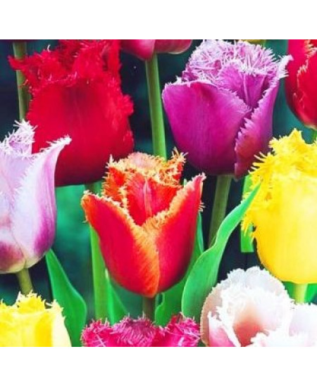 Тюльпан бахромчатый "Микс" (Fringed mixture) 3шт в упаковке (размер 11\12) Тюльпан бахромчатый "Микс" (Fringed mixture) 3шт в упаковке (размер 11\12)