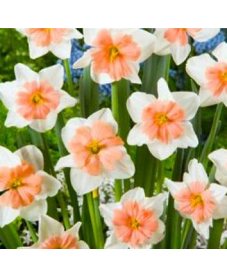 Нарцисс орхидный "Диар Лав" (Dear Love) 3шт в упаковке (размер 12/14) Нарцисс орхидный "Диар Лав" (Dear Love) 3шт в упаковке (размер 12/14)