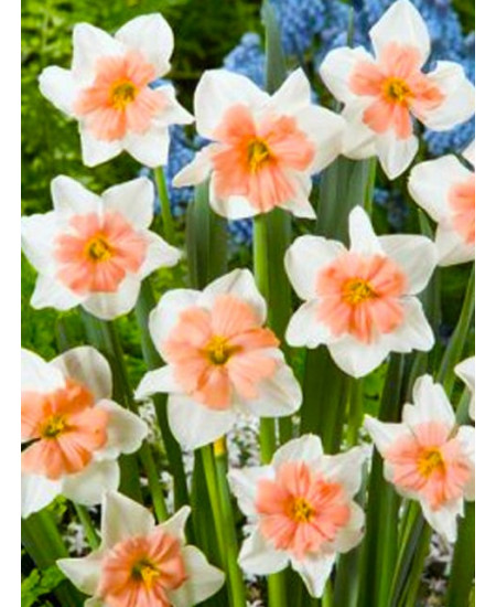 Нарцисс орхидный "Диар Лав" (Dear Love) 3шт в упаковке (размер 12/14) Нарцисс орхидный "Диар Лав" (Dear Love) 3шт в упаковке (размер 12/14)