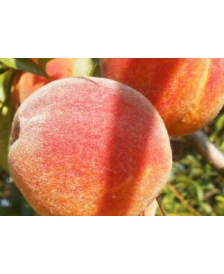 Персик Бархатный Сезон Персик Бархатный Сезон