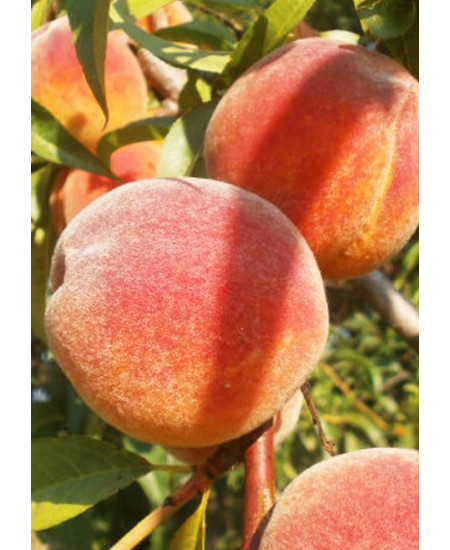 Персик Бархатный Сезон Персик Бархатный Сезон