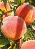 Персик Бархатный Сезон Персик Бархатный Сезон