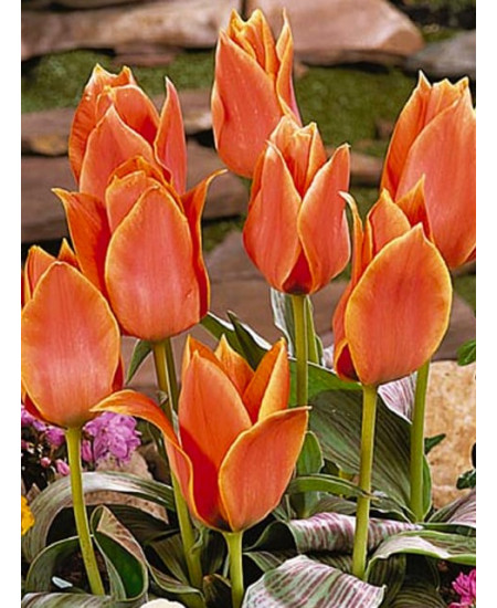 Тюльпан гибрид грейга "Калипсо" (Calypso) 3шт в упаковке (размер 11\12) Тюльпан гибрид грейга "Калипсо" (Calypso) 3шт в упаковке (размер 11\12)