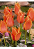 Тюльпан гибрид грейга "Калипсо" (Calypso) 3шт в упаковке (размер 11\12) Тюльпан гибрид грейга "Калипсо" (Calypso) 3шт в упаковке (размер 11\12)