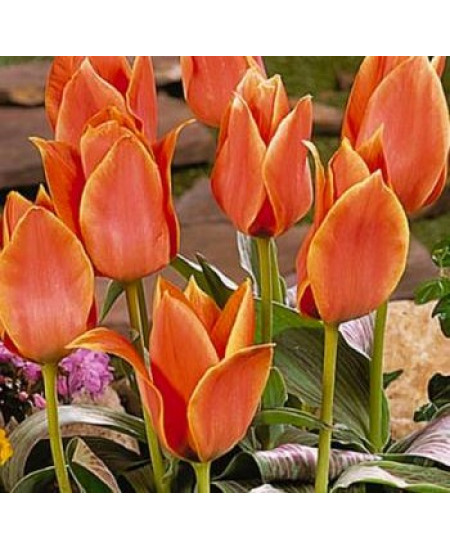 Тюльпан гибрид грейга "Калипсо" (Calypso) 3шт в упаковке (размер 11\12) Тюльпан гибрид грейга "Калипсо" (Calypso) 3шт в упаковке (размер 11\12)