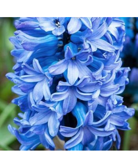 Гиацинт "Blue Star" 3шт в упаковке Гиацинт "Blue Star" 3шт в упаковке