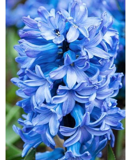 Гиацинт "Blue Star" 3шт в упаковке Гиацинт "Blue Star" 3шт в упаковке