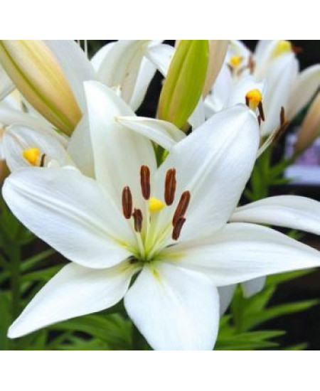 Лилия ла-гибрид "Брайт Даймонд" (Bright Diamond) 3шт в упаковке (размер 12\14) Лилия ла-гибрид "Брайт Даймонд" (Bright Diamond) 3шт в упаковке (размер 12\14)