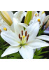 Лилия ла-гибрид "Брайт Даймонд" (Bright Diamond) 3шт в упаковке (размер 12\14) Лилия ла-гибрид "Брайт Даймонд" (Bright Diamond) 3шт в упаковке (размер 12\14)