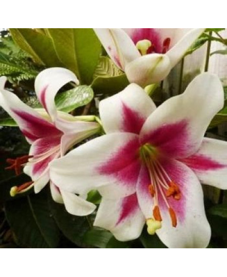 Лилия "Triumfator" 3шт в упаковке Лилия "Triumfator" 3шт в упаковке