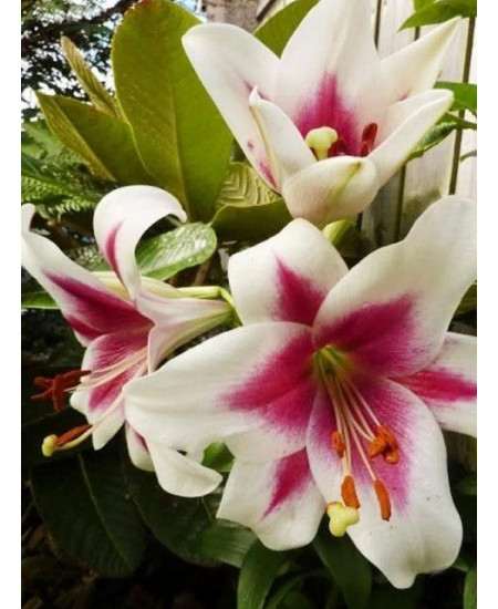 Лилия "Triumfator" 3шт в упаковке Лилия "Triumfator" 3шт в упаковке