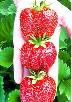 Клубника Чамора туруси (Упаковка 5шт)