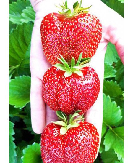 Клубника Чамора туруси (Упаковка 5шт) Клубника Чамора туруси (Упаковка 5шт)