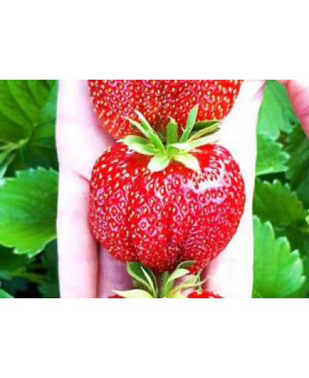 Клубника Чамора туруси (Упаковка 5шт) Клубника Чамора туруси (Упаковка 5шт)