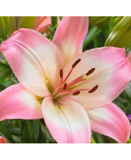 Лилия азиатская "Леви" (Levi) 3шт в упаковке (размер 12\14) Лилия азиатская "Леви" (Levi) 3шт в упаковке (размер 12\14)