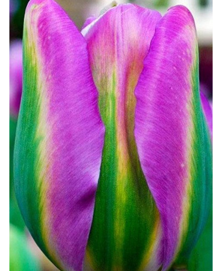 Тюльпан "Nightrider" 3шт в упаковке Тюльпан "Nightrider" 3шт в упаковке