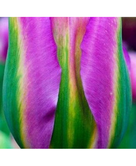 Тюльпан "Nightrider" 3шт в упаковке Тюльпан "Nightrider" 3шт в упаковке