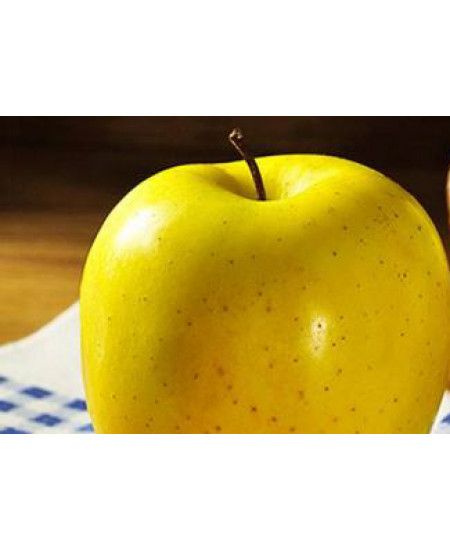 Яблоня Голден классический Яблоня Голден классический