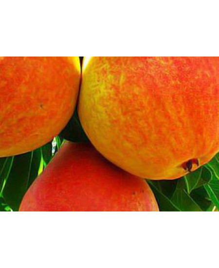 Груша Любимица Клаппа Груша Любимица Клаппа