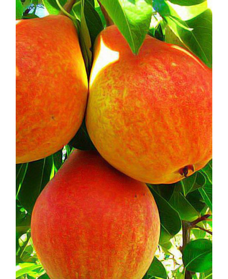 Груша Любимица Клаппа Груша Любимица Клаппа