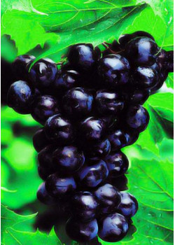 Виноград Сфинкс