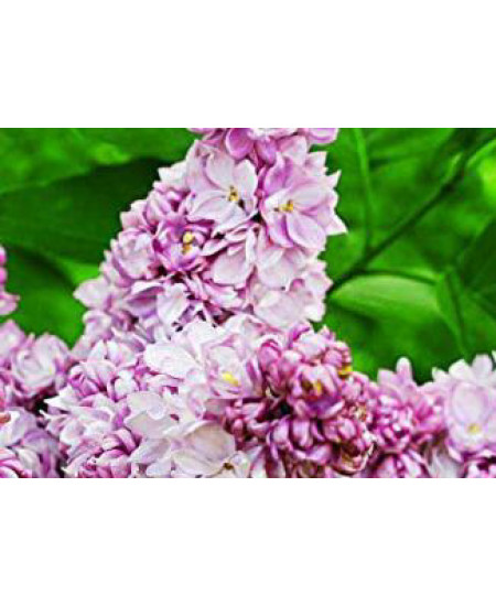 Сирень Русская песня Сирень Русская песня