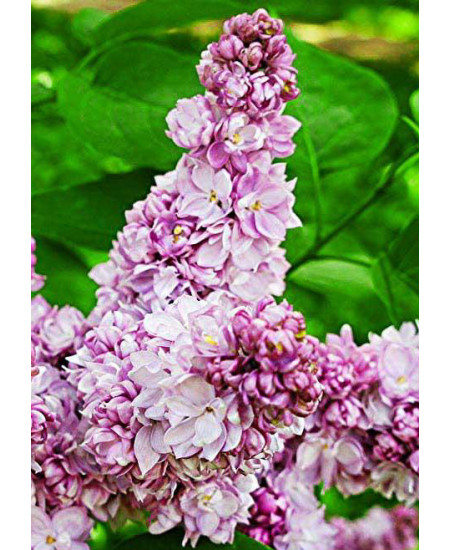 Сирень Русская песня Сирень Русская песня