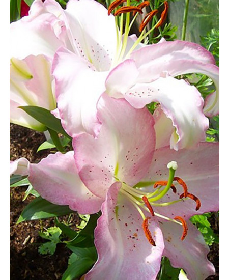 Лилия восточная "Бразилия" (Brasilia) 3шт в упаковке (размер 12\14) Лилия восточная "Бразилия" (Brasilia) 3шт в упаковке (размер 12\14)