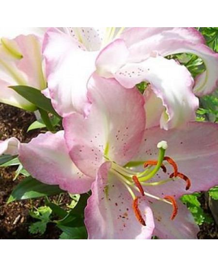 Лилия восточная "Бразилия" (Brasilia) 3шт в упаковке (размер 12\14) Лилия восточная "Бразилия" (Brasilia) 3шт в упаковке (размер 12\14)