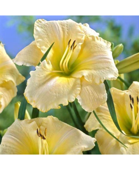 Лилейник Арктик Сноу Лилейник Арктик Сноу