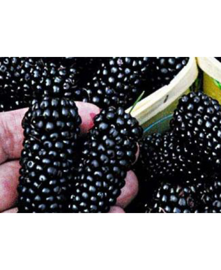 Шелковица черная среднерослая Крупноплодная Шелковица черная среднерослая Крупноплодная