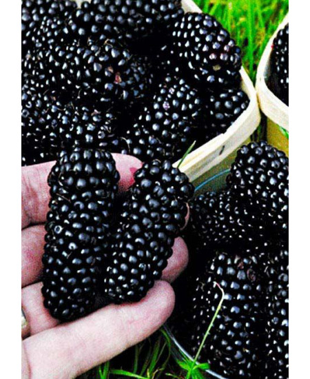 Шелковица черная среднерослая Крупноплодная Шелковица черная среднерослая Крупноплодная