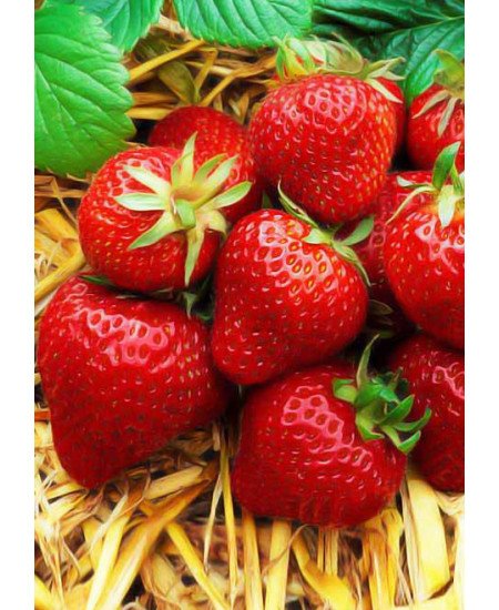 Клубника Гора Эверест (Упаковка 5шт) Клубника Гора Эверест (Упаковка 5шт)