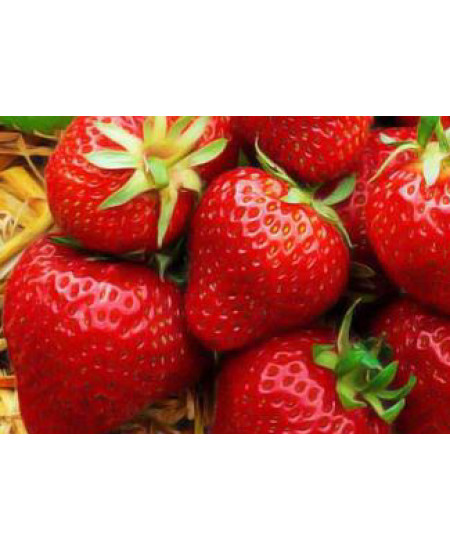 Клубника Гора Эверест (Упаковка 5шт) Клубника Гора Эверест (Упаковка 5шт)