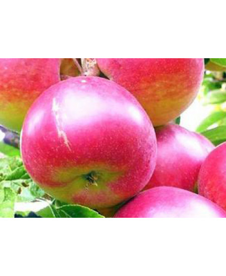 Яблоня Память Исаева Яблоня Память Исаева