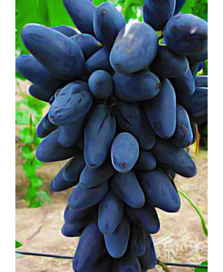 Виноград Викинг Виноград Викинг