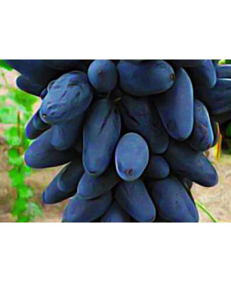 Виноград Викинг Виноград Викинг