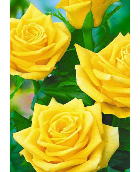 Роза чайно-гибридная Линия огня Роза чайно-гибридная Линия огня