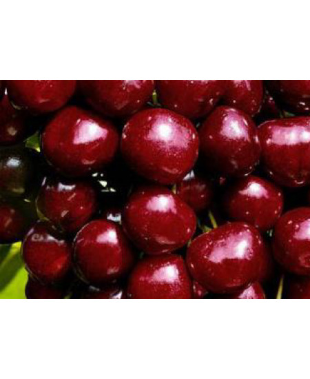 Черешня Ипуть Черешня Ипуть