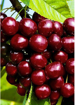 Черешня Ипуть