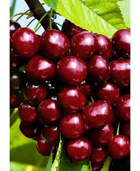Черешня Ипуть Черешня Ипуть