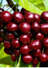 Черешня Ипуть Черешня Ипуть