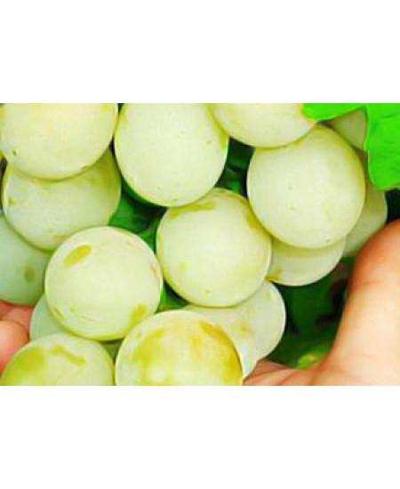 Виноград Кеша Виноград Кеша