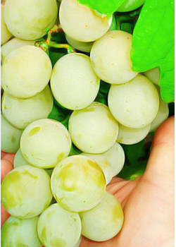 Виноград Кеша