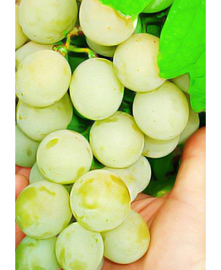 Виноград Кеша Виноград Кеша