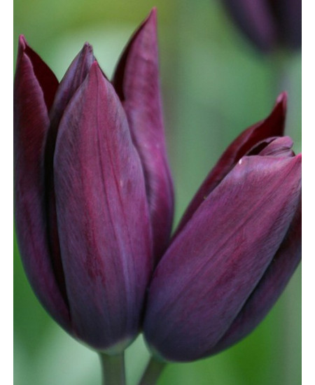 Тюльпан триумф "Ластинг Лав" (Lasting Love) 3шт в упаковке (размер 11\12) Тюльпан триумф "Ластинг Лав" (Lasting Love) 3шт в упаковке (размер 11\12)