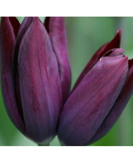 Тюльпан триумф "Ластинг Лав" (Lasting Love) 3шт в упаковке (размер 11\12) Тюльпан триумф "Ластинг Лав" (Lasting Love) 3шт в упаковке (размер 11\12)